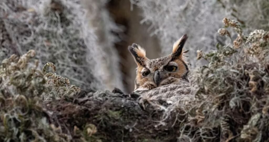 Viltnemnda Explained: What Norway’s Local Wildlife Committees Actually Do